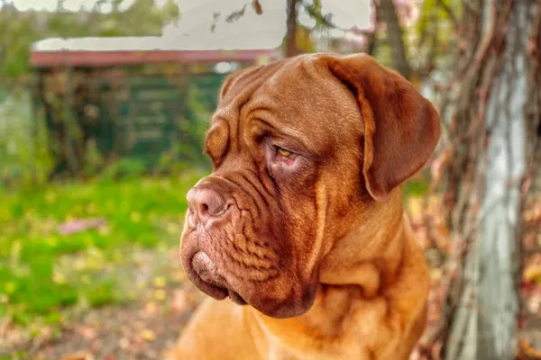 Portret Franse Mastiff Kijkend Naar Camera Buiten Maanden Oude Dogue — Stockfoto