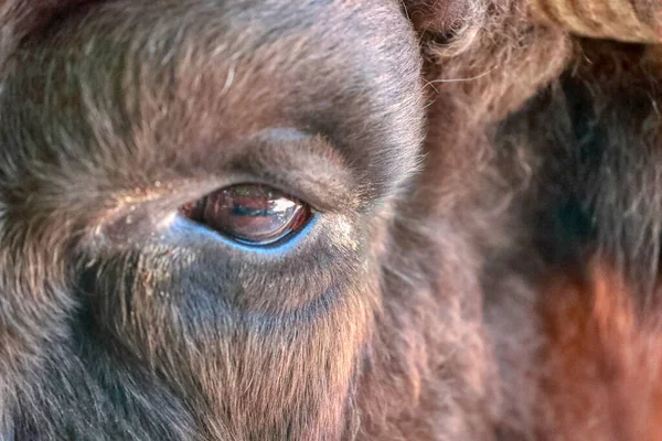 Gözünü kapat. Seçici odaklanma. Makro. Muhteşem gözlü kahverengi boğa..