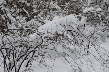 Soğuk bir kış gününde, beyaz kar, ağaç dallarını kaplamış, doğal bir arka plan. Kaybet kendini. Kış kar sahnesi. 