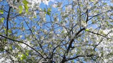 Arkaplanda mavi gökyüzü ve güneş parıltılarıyla çiçek açan elma dalları. İlkbahar. Elma ağacı çiçeği yaklaş. Güzel beyaz çiçekler. Doğal çerçeve. Manzaralı manzara. 