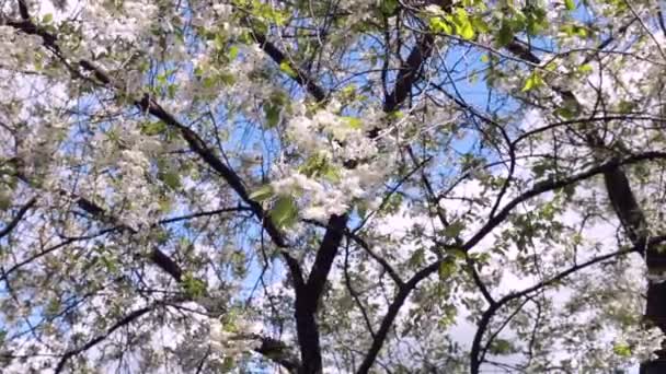 Цвіте Гілки Яблуні Сонячними Спалахами Блакитним Небом Фоні Весняний Час — стокове відео
