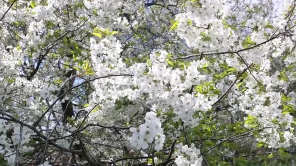 Blommande Äppelträd Grenar Med Sol Facklor Och Blå Himmel Bakgrunden — Stockvideo
