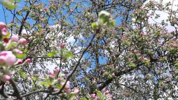 Blühen Äste Von Apfelbäumen Mit Sonnenstrahlen Und Blauem Himmel Auf — Stockvideo
