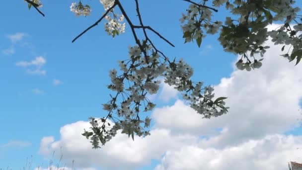 Virágos Almafa Ágak Napkitörésekkel Kék Égbolttal Háttérben Tavasz Van Almavirág — Stock videók