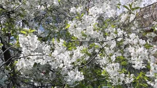 Florecen Ramas Manzano Con Destellos Sol Cielo Azul Fondo Primavera — Vídeo de stock