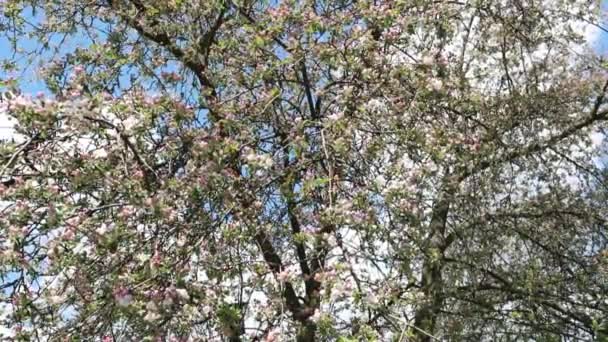 Цветущие Ветви Яблони Солнечными Вспышками Голубым Небом Заднем Плане Весной — стоковое видео