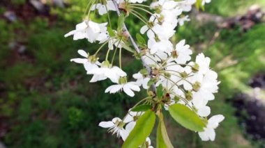 Arkaplanda mavi gökyüzü ve güneş parıltılarıyla çiçek açan elma dalları. İlkbahar. Elma ağacı çiçeği yaklaş. Güzel beyaz çiçekler. Doğal çerçeve. Manzaralı manzara. 