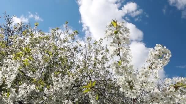 Blossom Apple Tree Branches Sun Flares Blue Sky Background Springtime — Stock Video