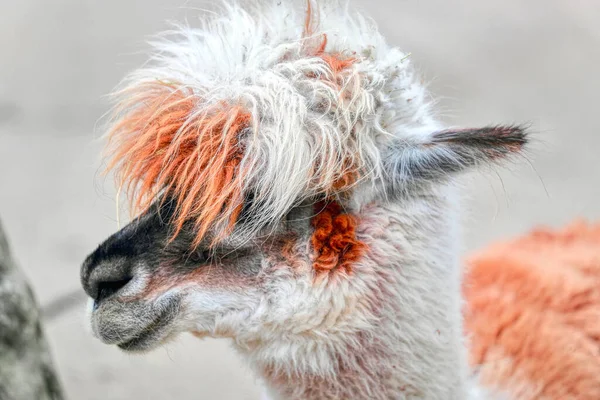 Lama Magnificent Hairstyle Created Nature Lama Looks You Amazing Animal — Stock fotografie