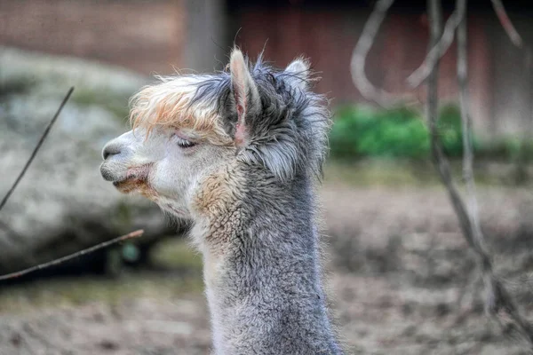 Lama Magnificent Hairstyle Created Nature Lama Looks You Amazing Animal — Stock Photo, Image