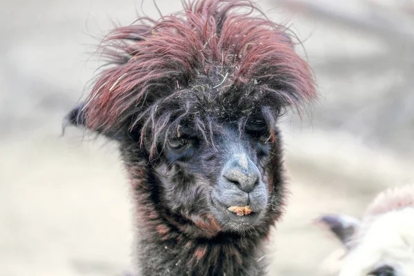 Lama Magnificent Hairstyle Created Nature Lama Looks You Amazing Animal — Photo