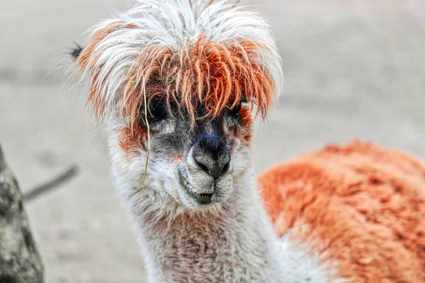 Lama Magnificent Hairstyle Created Nature Lama Looks You Amazing Animal — Stock fotografie