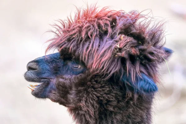 Lama Magnificent Hairstyle Created Nature Lama Looks You Amazing Animal — Photo