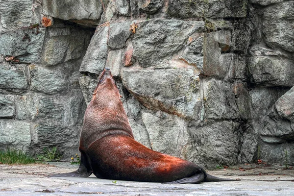 The California sea lion, his head up. Stone background. The California sea lion is animal that could live on land or in water.