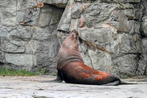 The California sea lion, his head up. Stone background. The California sea lion is animal that could live on land or in water.