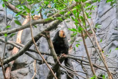 Şirin maymun. Beyaz yüzlü saki (Pithecia pithecia). Hayvan vahşi yaşamı.