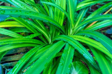 Leaves green pattern, abstract tropical green background. Exotic plant. Tropical rainforest foliage plant bush floral arrangement nature  background.