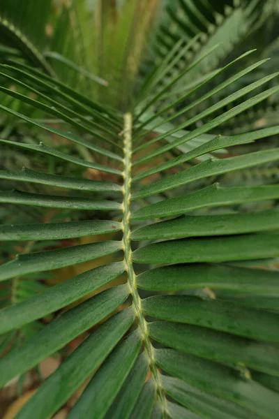 Beautiful Palm Leaves Color Background Closeup Exotic Plant Top View — Fotografia de Stock