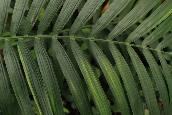 Beautiful Palm Leaves Color Background Closeup Exotic Plant Top View — Fotografia de Stock