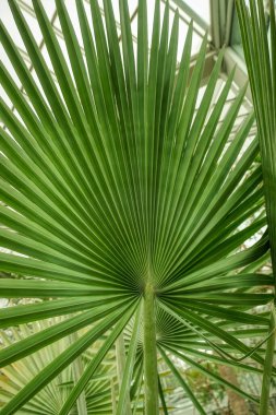 Beautiful palm leaves, green background, closeup. Exotic plant. Top view Palm leaves of green leaf texture pattern background green concept, copy space for your text