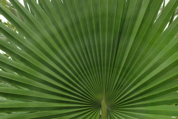 Beautiful Palm Leaves Green Background Closeup Exotic Plant Top View — Fotografia de Stock