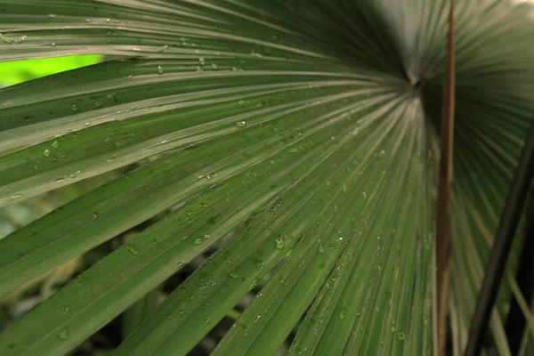 Beautiful Palm Leaves Green Background Closeup Exotic Plant Top View — ストック写真