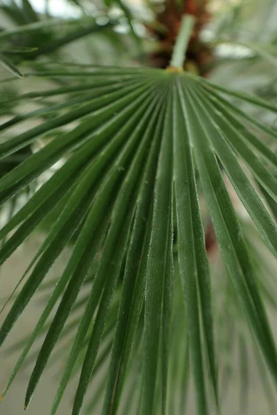 Beautiful Palm Leaves Green Background Closeup Exotic Plant Top View — Fotografia de Stock