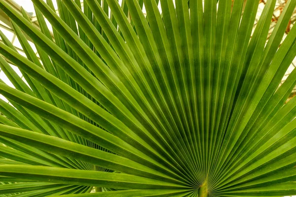Beautiful Palm Leaves Green Background Closeup Exotic Plant Top View — ストック写真