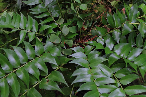 Beautiful green leaves background, closeup. Exotic plant. Tropical rainforest foliage plant bush floral arrangement nature  background.
