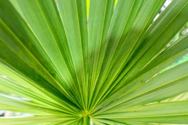 Beautiful palm leaves, green background, closeup. Exotic plant. Top view Palm leaves of green leaf texture pattern background green concept, copy space for your text