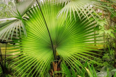 Beautiful palm leaves, green background, closeup. Exotic plant. Top view Palm leaves of green leaf texture pattern background green concept, copy space for your text