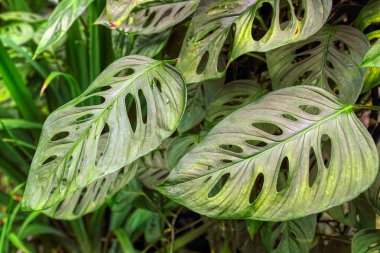 Leaves green pattern, abstract tropical green background. Exotic plant. Tropical rainforest foliage plant bush floral arrangement nature  background.