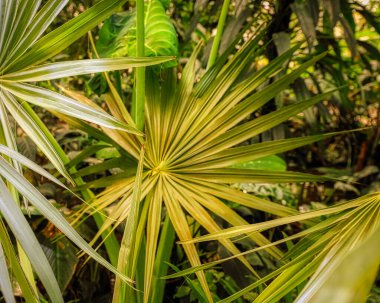 Beautiful palm leaves, green background, closeup. Exotic plant. Top view Palm leaves of green leaf texture pattern background green concept, copy space for your text