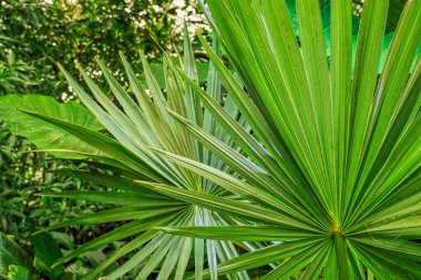 Beautiful palm leaves, green background, closeup. Exotic plant. Top view Palm leaves of green leaf texture pattern background green concept, copy space for your text