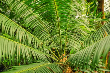 Beautiful palm leaves, green background, closeup. Exotic plant. Top view Palm leaves of green leaf texture pattern background green concept, copy space for your text
