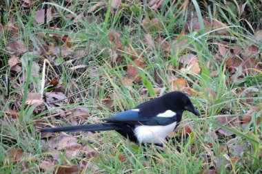 Yeşil çimlerin ve kuru kahverengi yaprakların üzerinde duran siyah ve beyaz bir saksağan.