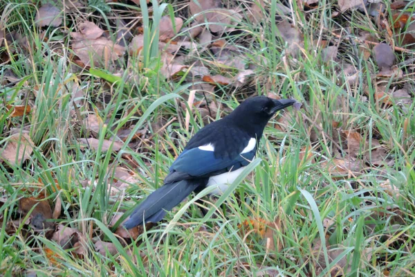 Black White Magpie Dry Brown Leaf Its Beak Standing Ground — Stock Photo, Image