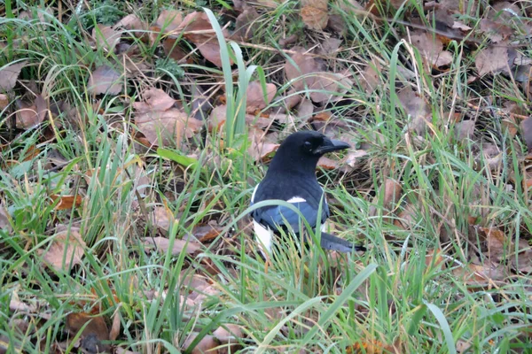 Black White Magpie Standing Ground Green Grass Dry Brown Leaves — Stock Photo, Image