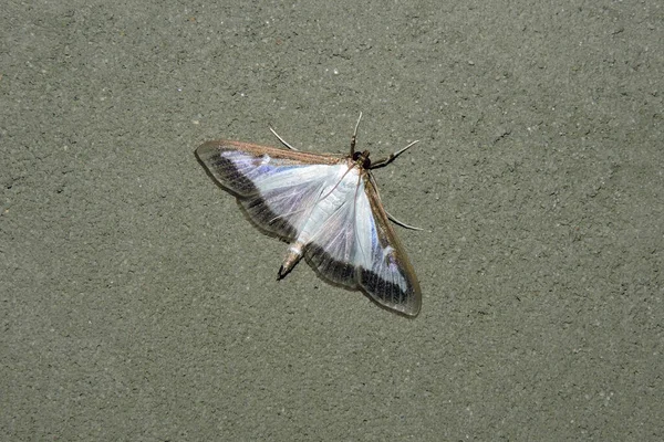 Close Iridescent White Brown Box Tree Moth — Stock Photo, Image