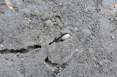 Tünelde sürünen uzun ve yaygın bir solucan.