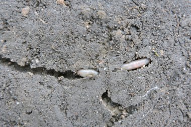 Tünelde sürünen uzun ve yaygın bir solucan.