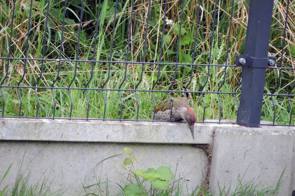 Juvenile Molting European Green Woodpecker Eating Ants Its Nest Concrete — Stock Photo, Image