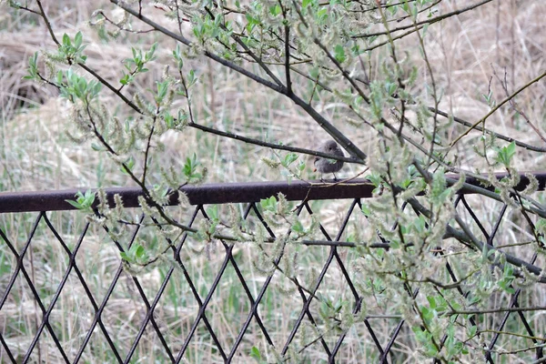 Close Female Black Redstart Hidden Green Pussy Willow Branches Sitting — Fotografia de Stock