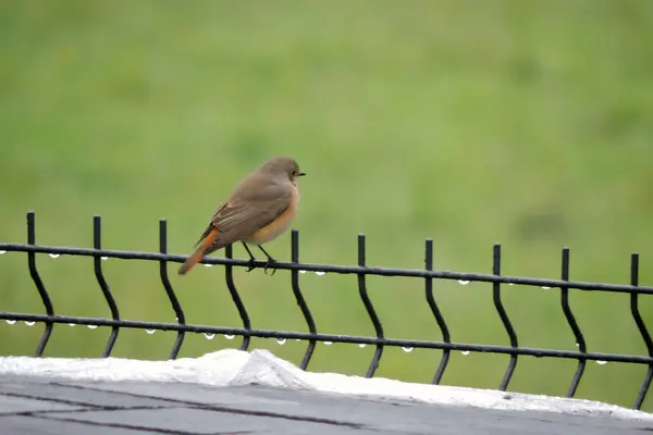 Female Common Redstart Orange Belly Red Tail Sitting Fence Made — Stock Photo, Image