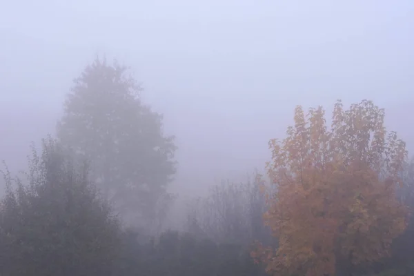 Une Vue Des Arbres Aux Feuilles Vertes Jaunes Dans Brouillard — Photo