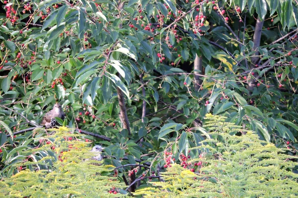 검은색 찌르레기를 가지에 앉아서 보라색의 벚나무 열매가 — 스톡 사진