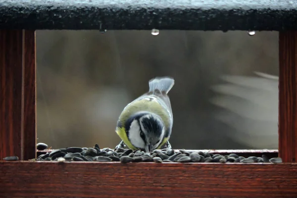 Eurasian Blue Tit Eating Sunflower Seeds Wooden Bird Feeder — Stock Photo, Image