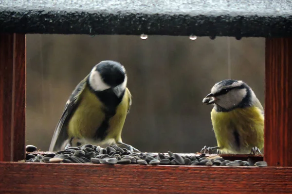 Eurasian Blue Tit Sunflower Seed Its Beak Great Tit Sitting — Foto Stock