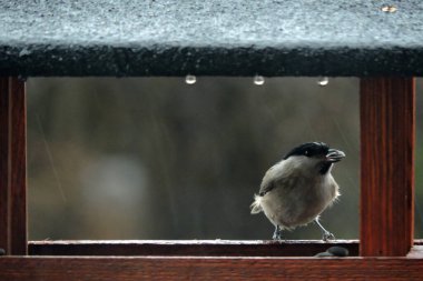 A wet marsh tit with a sunflower seed in its beak sitting inside a wooden bird feeder