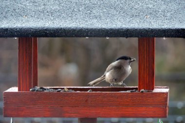 A wet marsh tit with a sunflower seed in its beak sitting inside a wooden bird feeder
